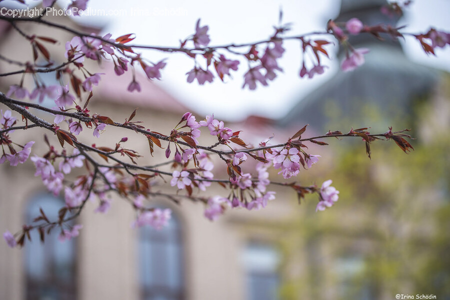 Plant, Flower, Blossom, Cherry Blossom