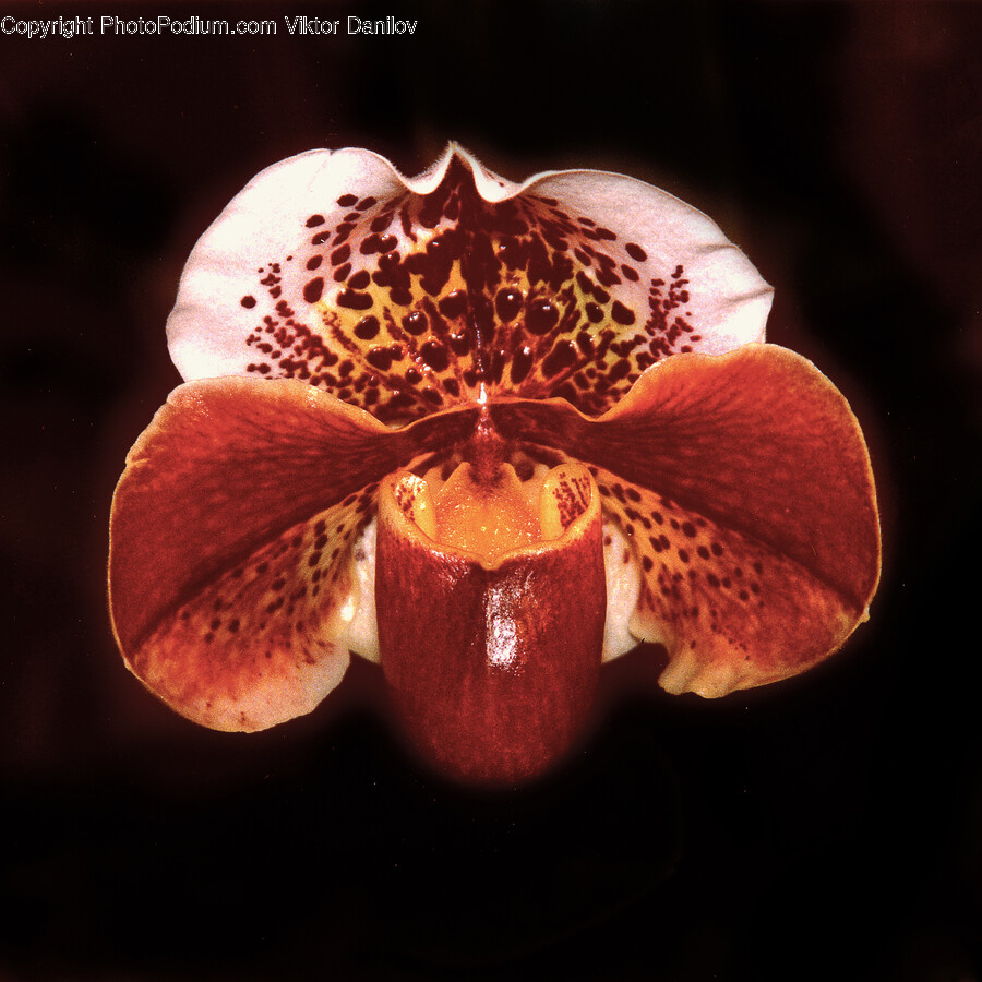 Fungus, Plant, Flower, Blossom, Orchid