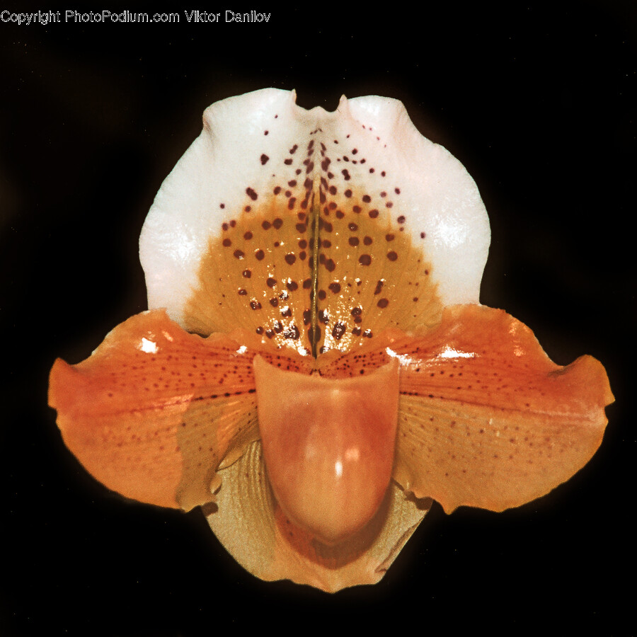 Plant, Flower, Blossom, Fungus, Orchid