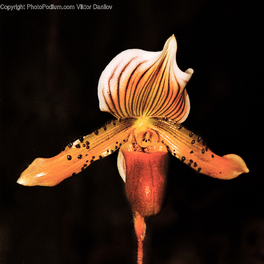 Plant, Flower, Blossom, Fungus, Orchid
