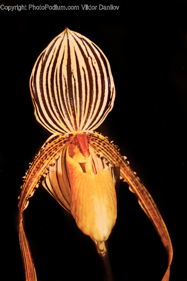 Plant, Flower, Blossom, Petal, Pond Lily