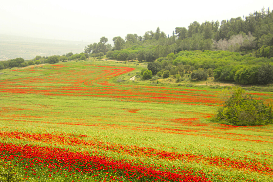Field, Nature, Outdoors, Grassland, Countryside