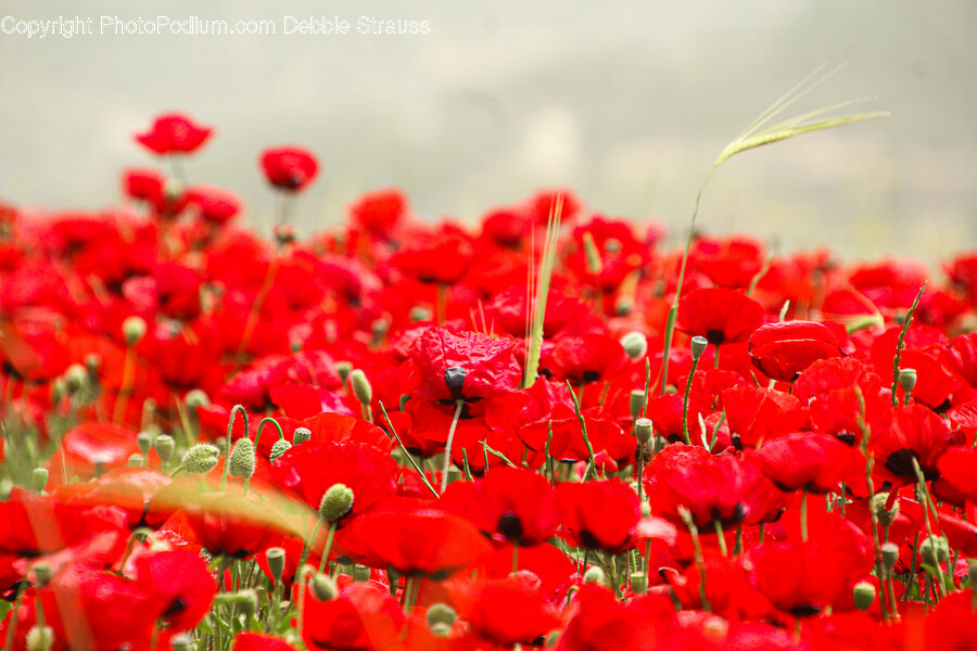 Plant, Flower, Blossom, Poppy