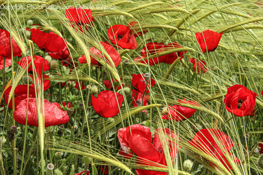 Plant, Flower, Blossom, Rose, Poppy