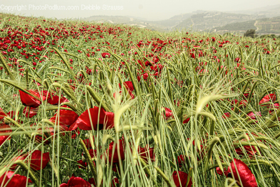 Plant, Flower, Blossom, Field, Poppy