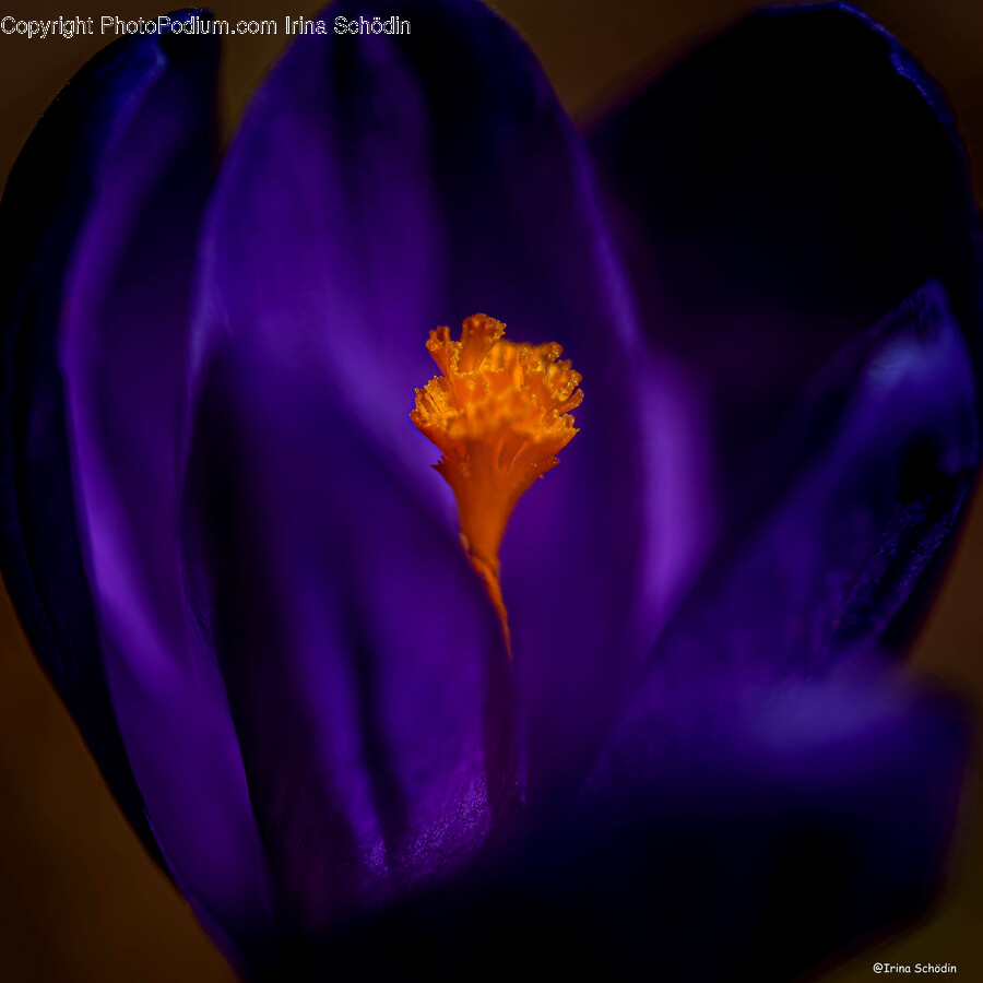 Plant, Crocus, Flower, Blossom, Pollen