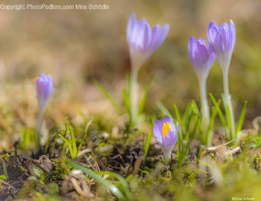 Plant, Crocus, Flower, Blossom, Moss