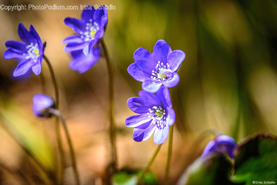 Geranium, Plant, Flower, Blossom, Pollen
