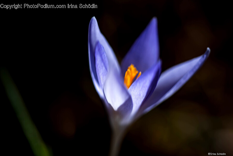 Plant, Flower, Blossom, Crocus, Petal
