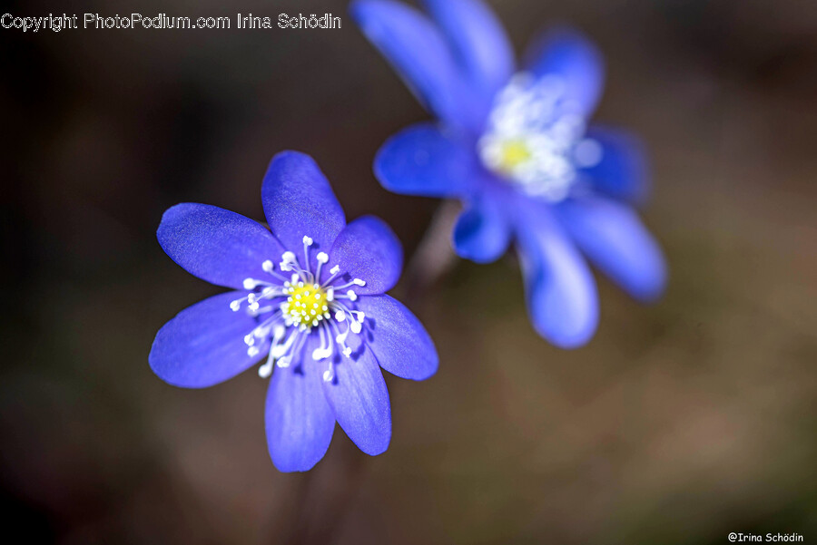Geranium, Plant, Flower, Blossom, Anemone