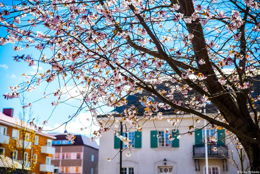 Plant, Flower, Blossom, Cherry Blossom, Tree