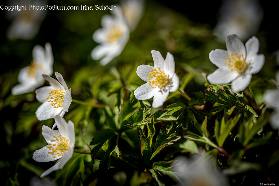 Pollen, Plant, Flower, Blossom, Daisy