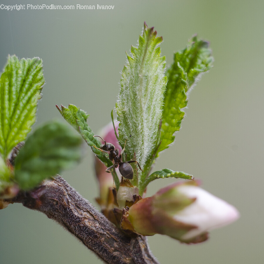 Plant, Leaf, Bud, Flower, Sprout