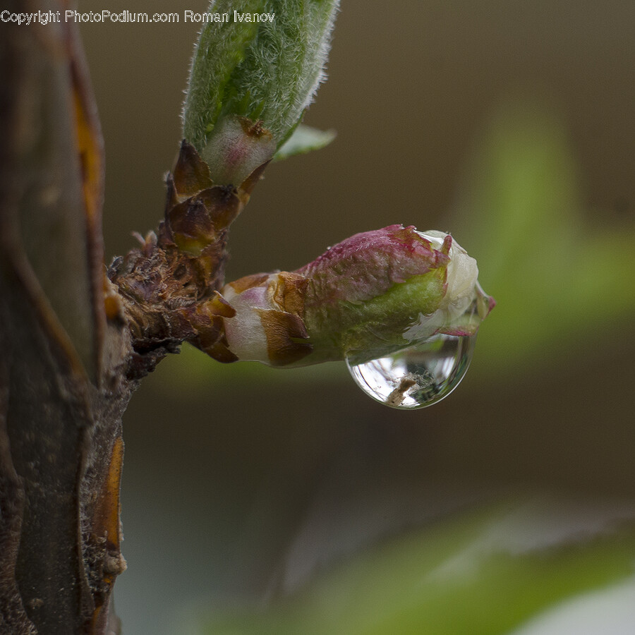 Plant, Droplet, Flower, Blossom, Tree