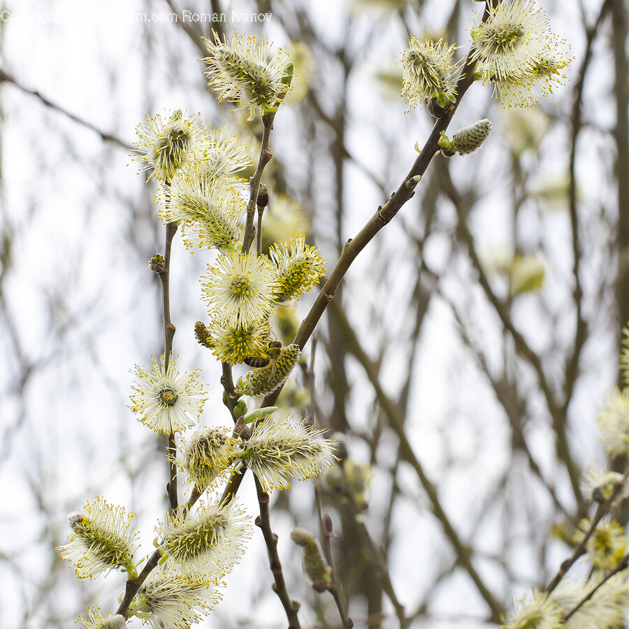 Plant, Flower, Blossom, Pollen, Daisy