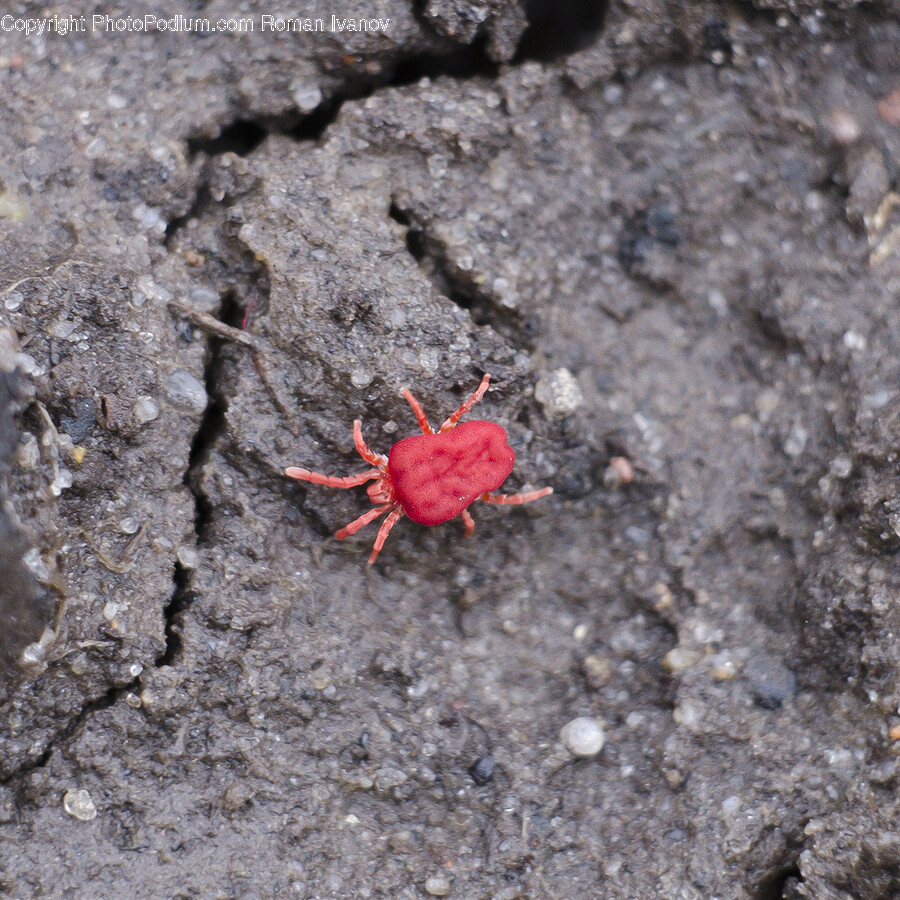 Ground, Insect, Animal, Invertebrate, Spider