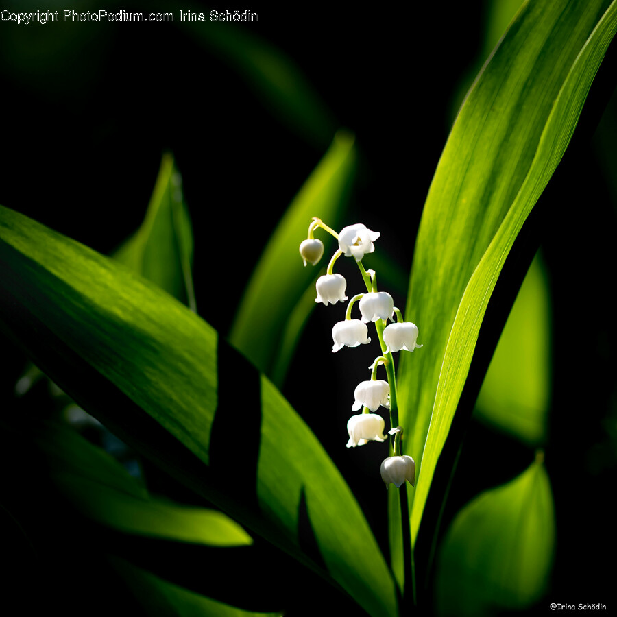 Plant, Flower, Blossom, Amaryllidaceae, Leaf