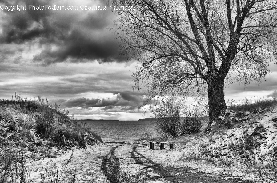 Ground, Gravel, Dirt Road, Road, Tree
