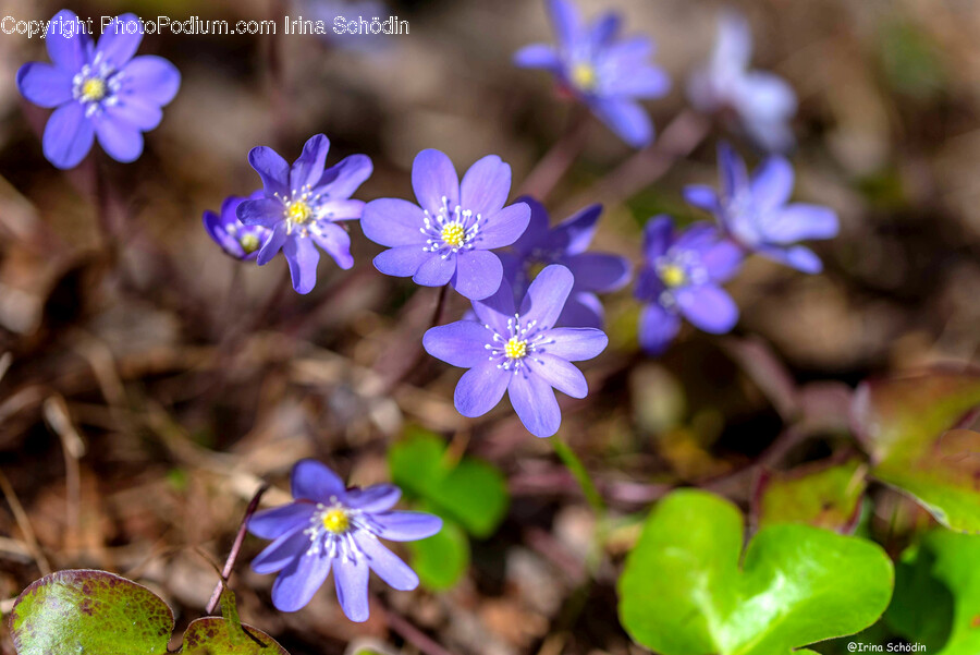 Plant, Geranium, Flower, Blossom, Daisy