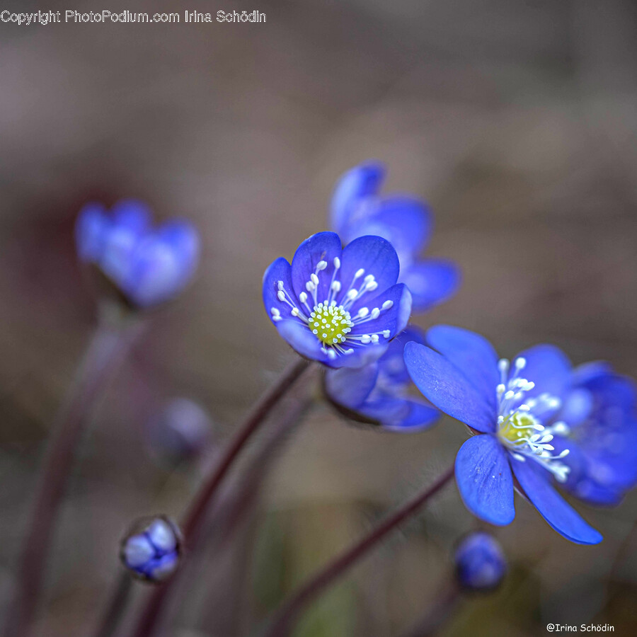 Plant, Anemone, Flower, Blossom, Pollen