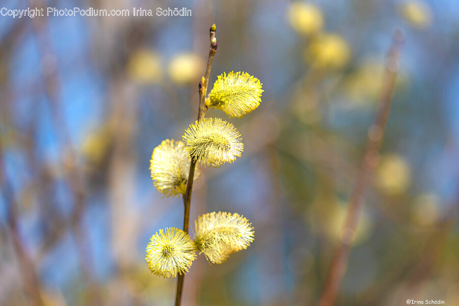 Plant, Flower, Blossom, Dandelion, Pollen