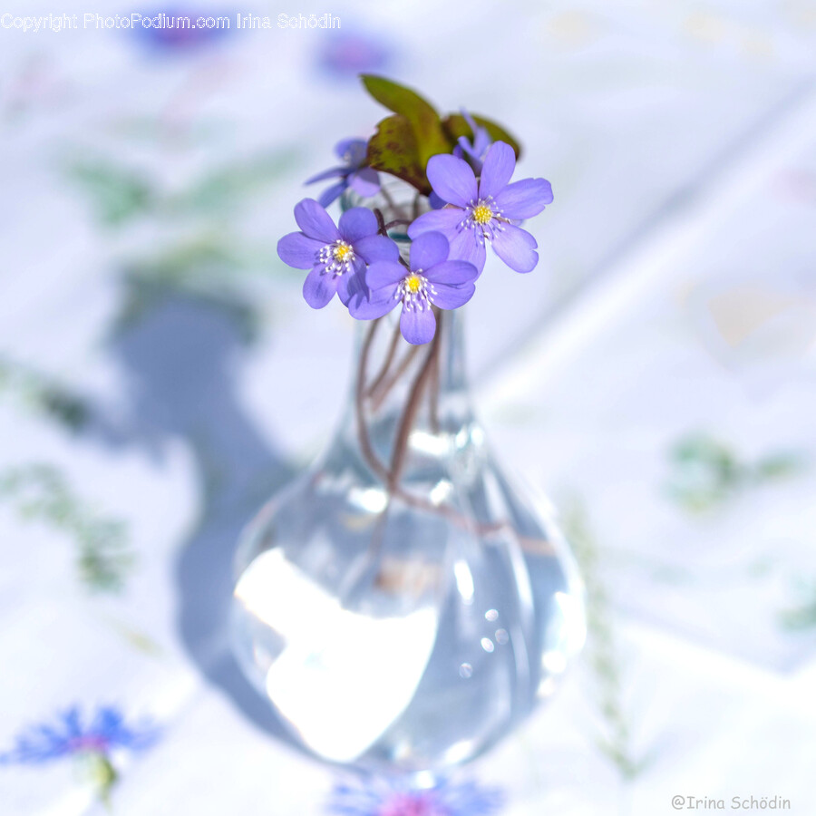 Plant, Geranium, Flower, Blossom, Outdoors