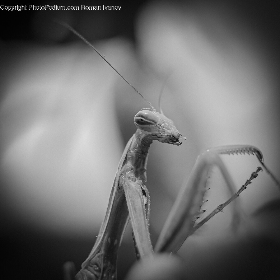 Mantis, Invertebrate, Animal, Insect, Bird