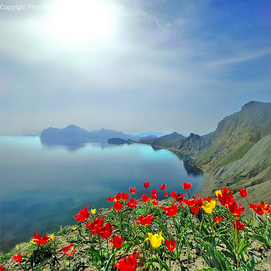 Plant, Flower, Blossom, Poppy, Nature