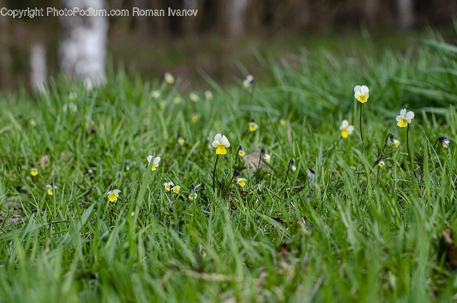 Plant, Grass, Flower, Blossom, Vegetation