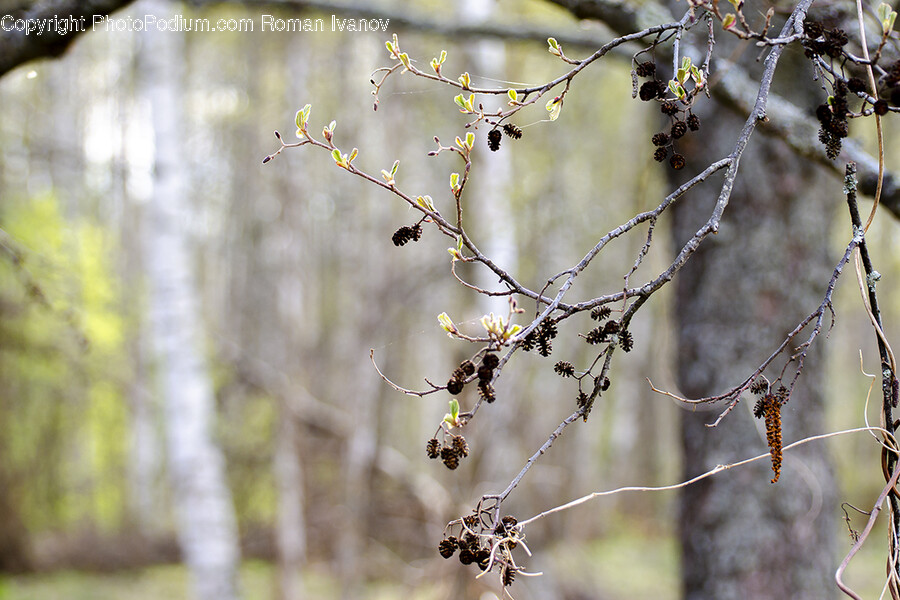 Plant, Tree, Animal, Bird, Food