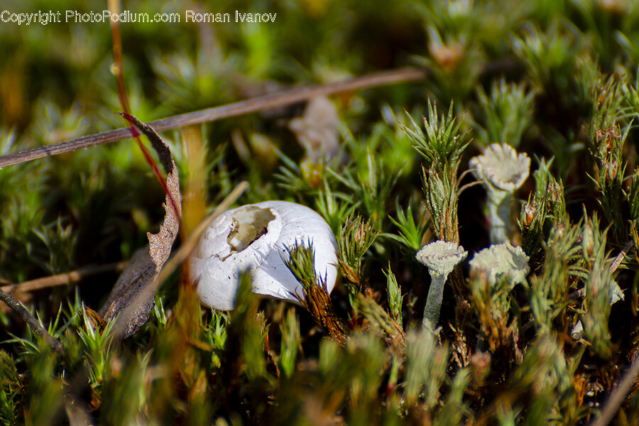 Moss, Plant, Bird, Animal, Fungus