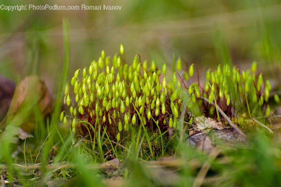 Moss, Plant, Grass, Vegetation, Agaric