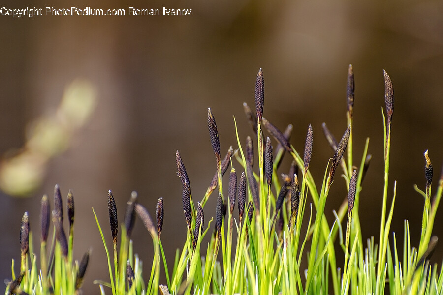 Grass, Plant, Lawn, Field, Reed