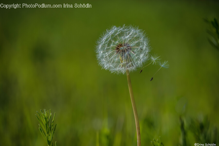 Plant, Flower, Blossom, Dandelion