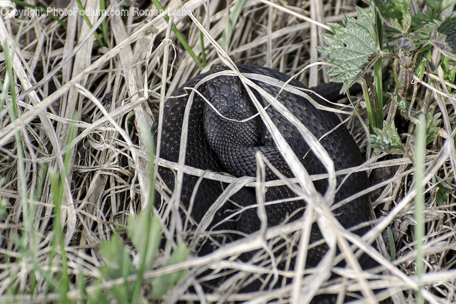 Reptile, Animal, Snake, King Snake, Bird