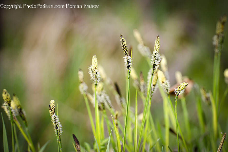 Grass, Plant, Lawn, Vegetation, Moss