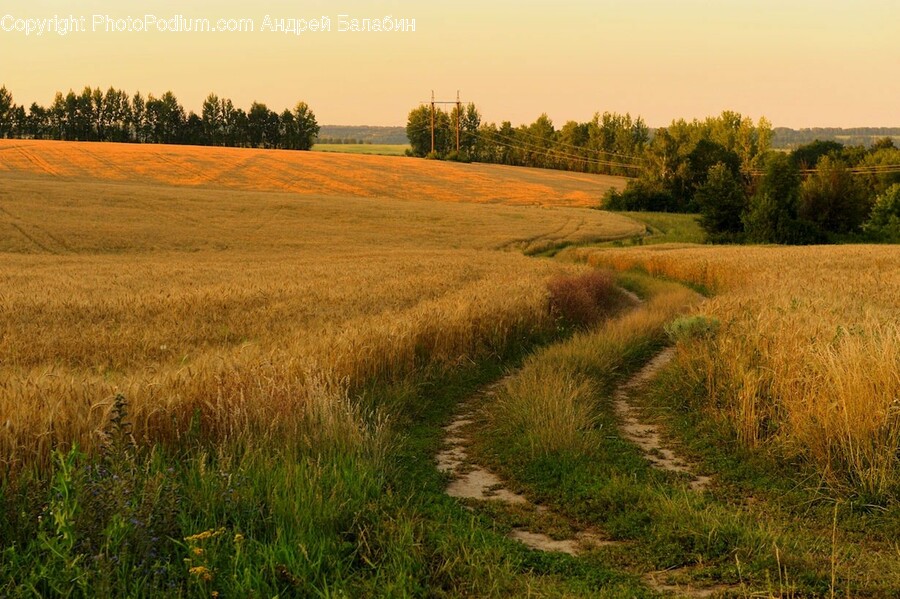 Field, Plant, Grass, Produce, Food