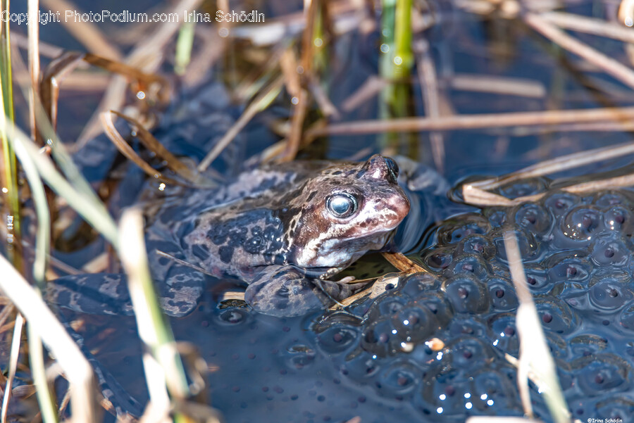Lizard, Reptile, Animal, Frog, Amphibian