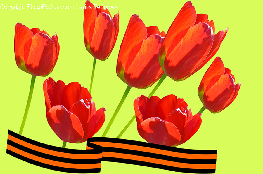 Plant, Flower, Blossom, Tulip, Rose