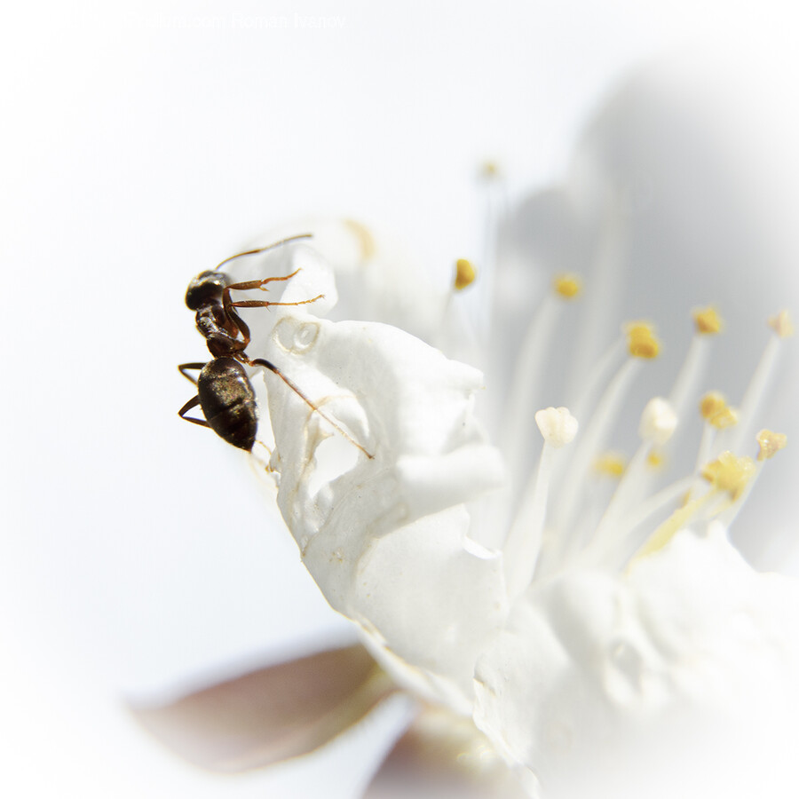 Animal, Insect, Invertebrate, Wasp, Andrena