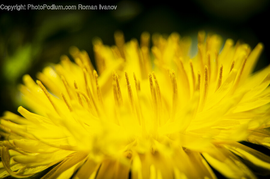 Plant, Pollen, Flower, Blossom, Dandelion