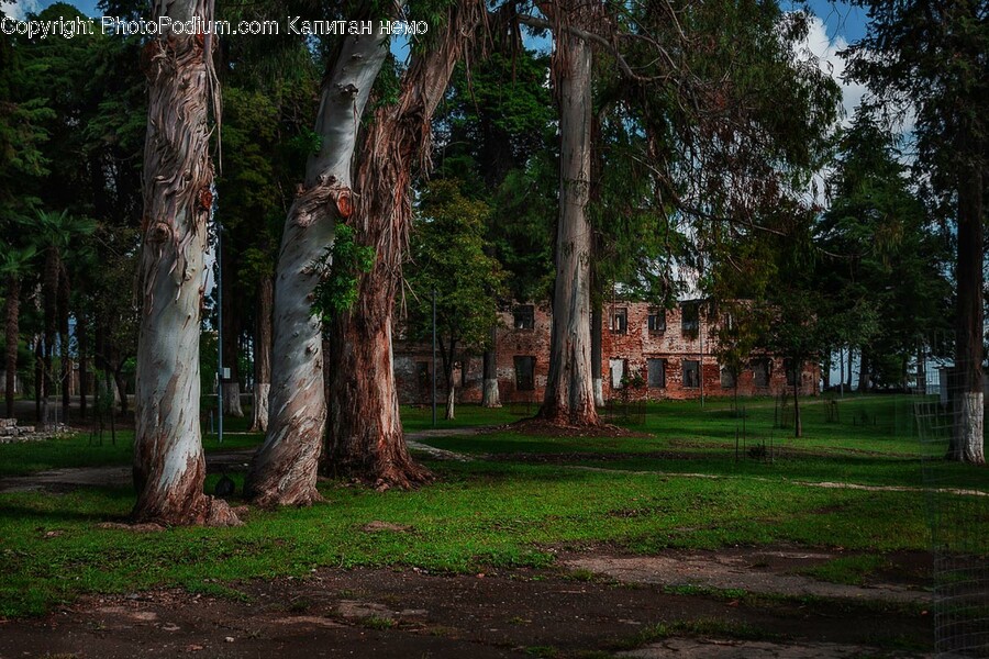 Tree, Plant, Tree Trunk, Grass