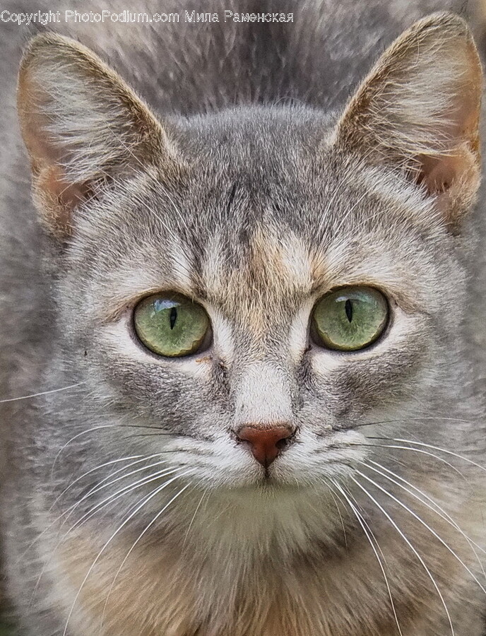 Abyssinian, Cat, Pet, Mammal, Animal
