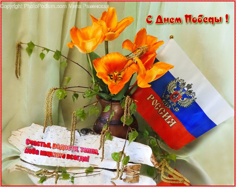 Plant, Flower, Blossom, Flower Arrangement, Flower Bouquet