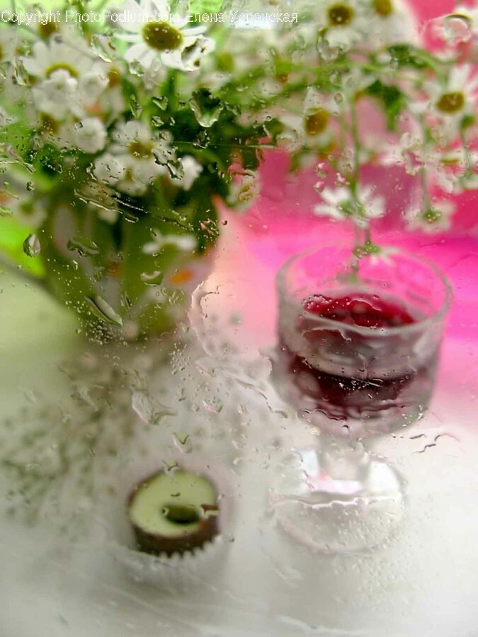 Glass, Plant, Cocktail, Alcohol, Beverage