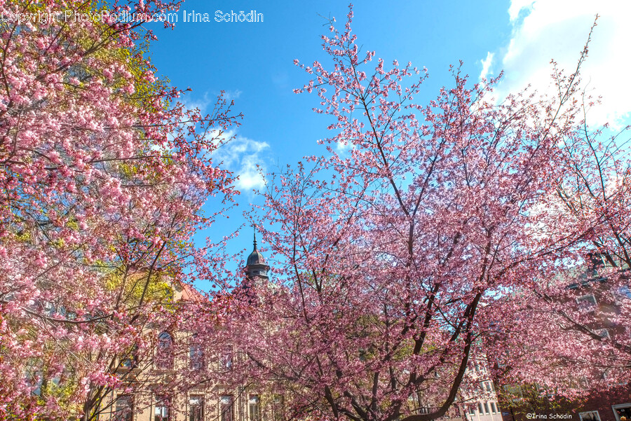 Plant, Flower, Blossom, Cherry Blossom, Tree