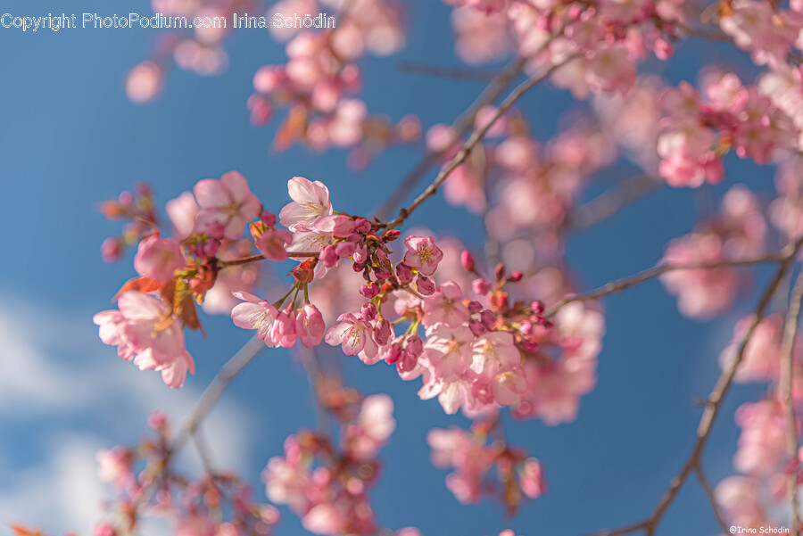 Plant, Flower, Blossom, Cherry Blossom, Spring