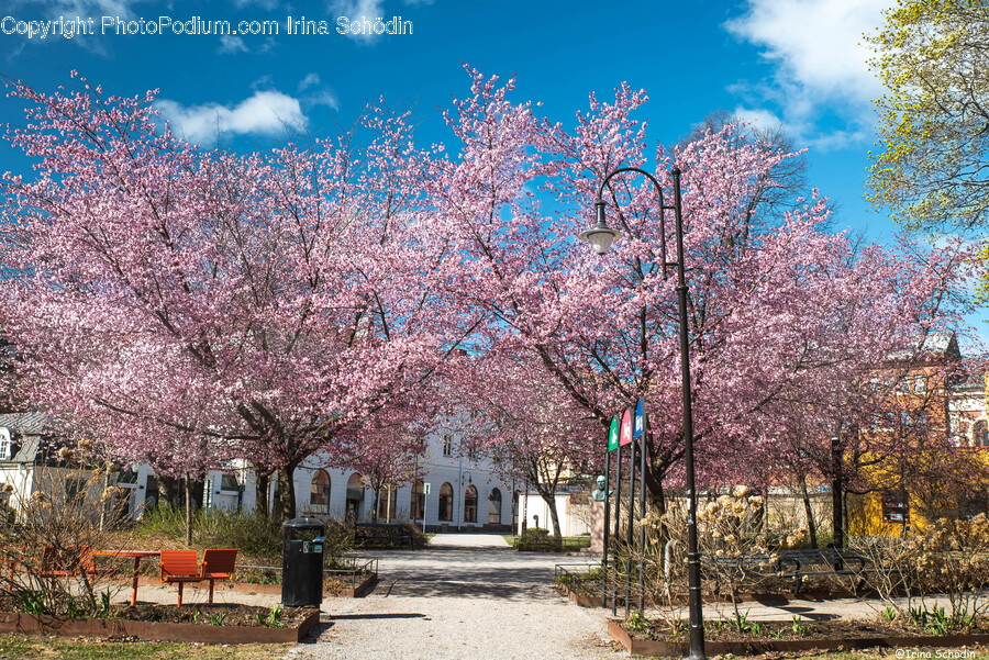 Plant, Flower, Blossom, Cherry Blossom, Tree