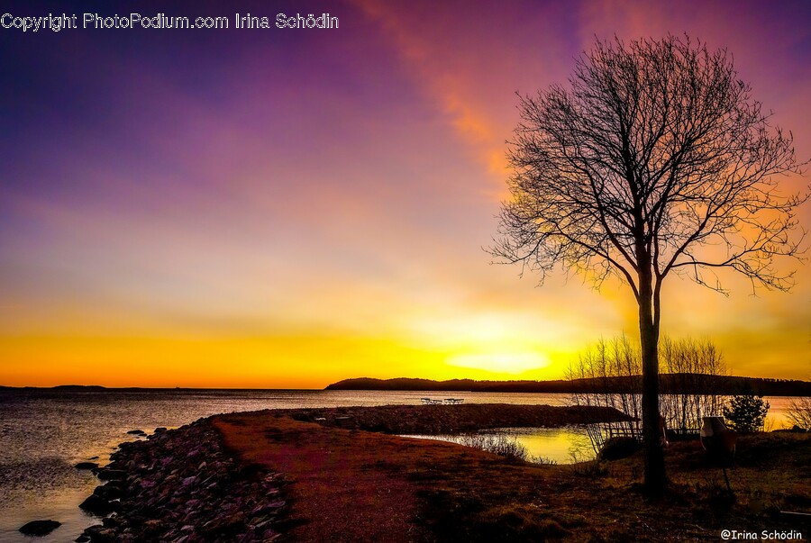 Nature, Outdoors, Tree, Plant, Sunset
