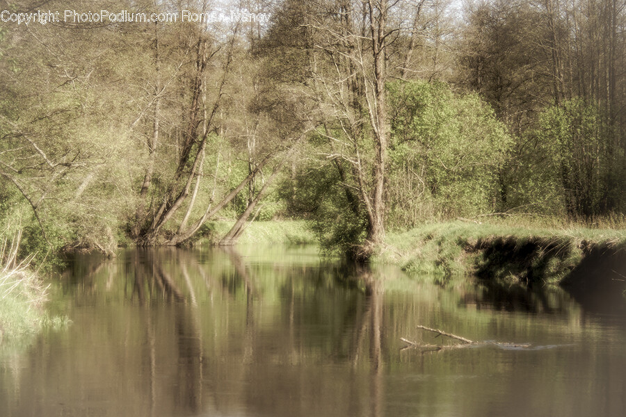 Land, Nature, Outdoors, Water, Swamp